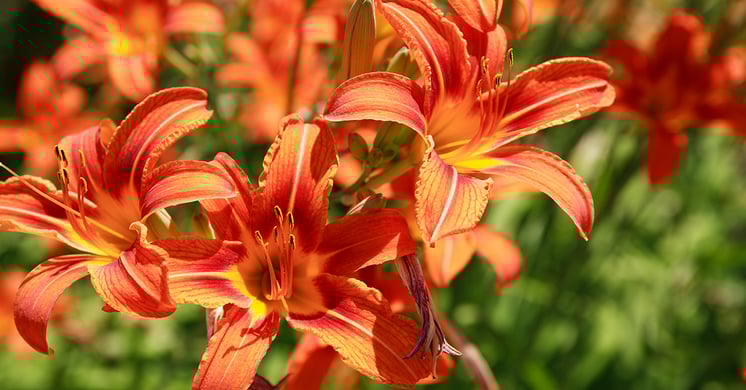 Orange daylilies