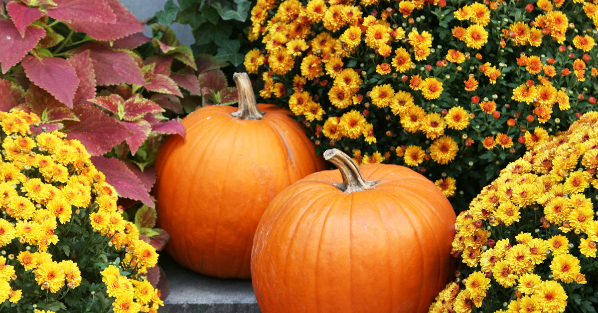 Pumpkins and yellow perennials